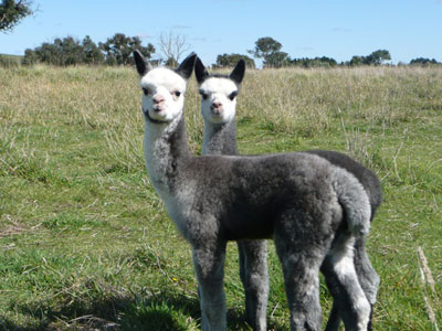 Two baby alpacas